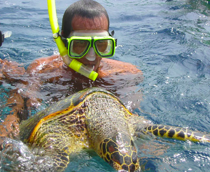 grosse tortue marine