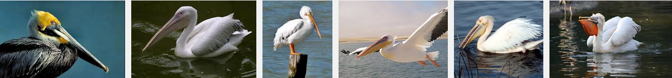 Pélicans