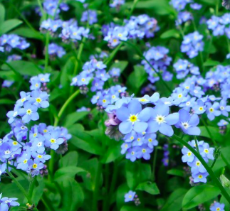 Des myosotis
